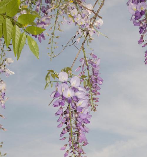 我的世界中紫藤的获取方法是什么？紫藤的种植和生长条件？