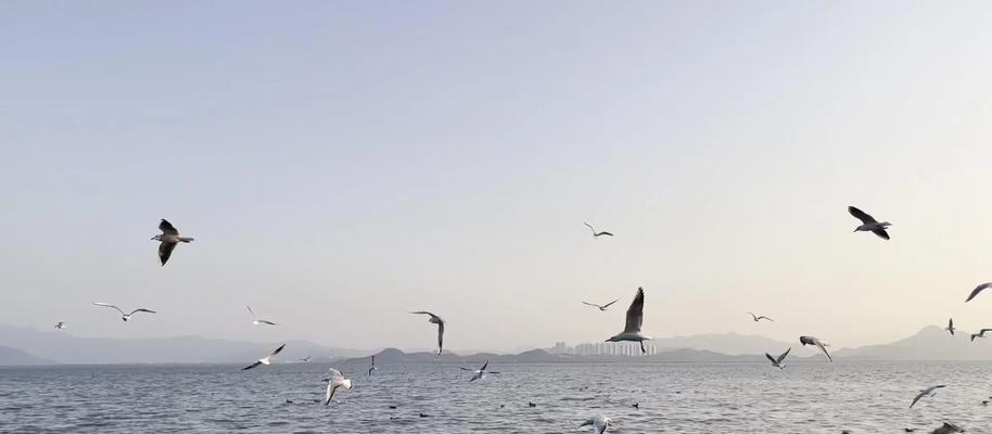 在Minecraft中如何找到海鸥？海鸥的出现条件是什么？