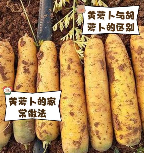 金萝卜的制作步骤是什么？