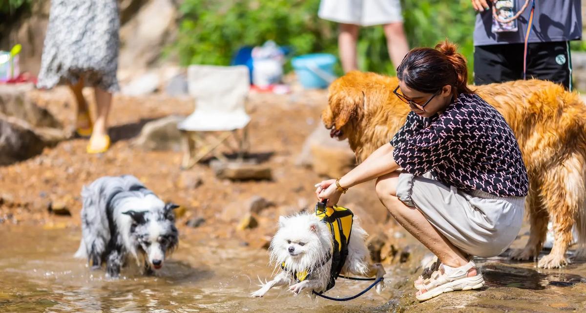 以亚萨宠物村为主题的正确驯养方法（打造幸福宠物生活）